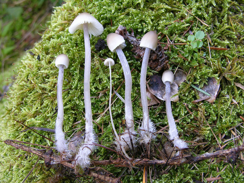 Mycena da determinare